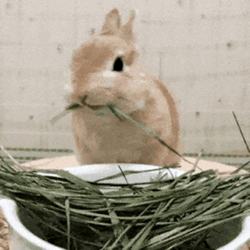 основа жевательной резинки